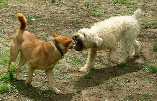 Jimmy and Lucy face off 05-2004